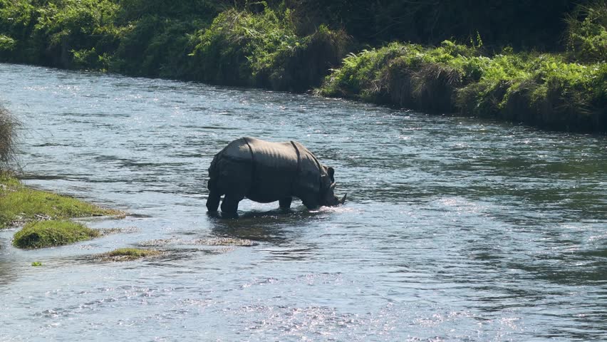 Rare Indian Rhinoceros Cooling Off in River, Chitwan Nepal - Endangered Species Conservation and Nature Video