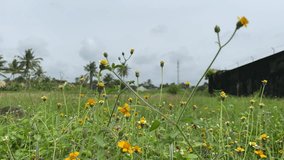 Wide shot of a field of small, yellow daisy-like wildflowers (Sphagneticola trilobata) gently swaying under a clear blue sky, creating a peaceful and natural scene. - Powered by Shutterstock - Get 15% off with code: PIKWIZARD15