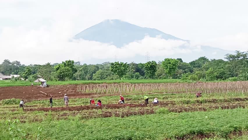 During planting and harvest seasons, landowners need farm laborers to work on their farms. For these laborers, this provides a source of income for their families.