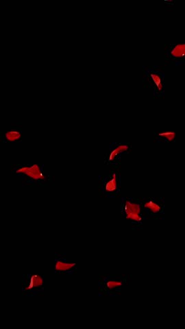 Flying Dark Red Rose Petals Isolated on Black Background. High-speed Slow Motion VFX Overlay for Romantic Scenes, Cinematic Transitions and Motion Graphics. Vertical Aspect Ratio.
