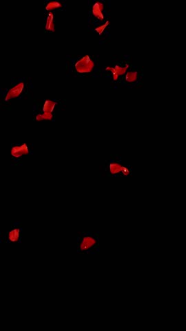 Flying Dark Red Rose Petals Isolated on Black Background. High-speed Slow Motion VFX Overlay for Romantic Scenes, Cinematic Transitions and Motion Graphics. Vertical Aspect Ratio.