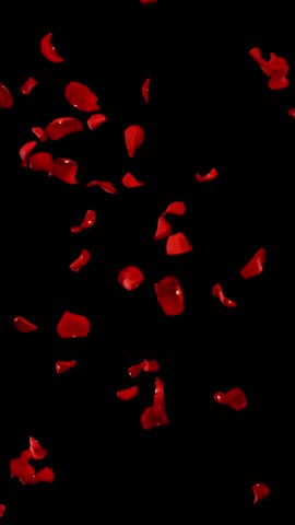 Flying Dark Red Rose Petals Isolated on Black Background. High-speed Slow Motion VFX Overlay for Romantic Scenes, Cinematic Transitions and Motion Graphics. Vertical Aspect Ratio.