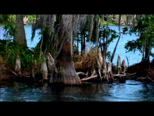Swamp Cypress