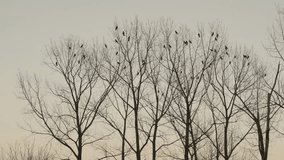 Silhouettes of crows perched on distant branches. 4K footage ideal for birds, wildlife, and nature scenes. - Powered by Shutterstock - Get 15% off with code: PIKWIZARD15