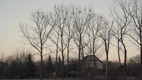 Silhouettes of crows perched on tree branches at a distance. 4K footage ideal for birds, wildlife, and nature content. - Powered by Shutterstock - Get 15% off with code: PIKWIZARD15