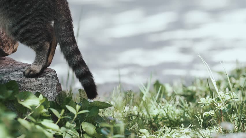 Close-up of a domestic cat