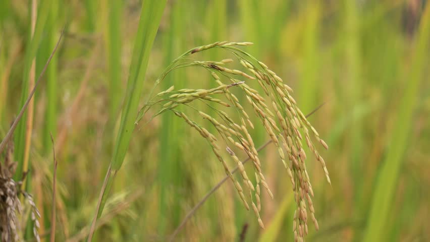 Close up Rice paddy field background in sunrise time, at India. Lush golden rice paddy swaying in the rice filed in south india.