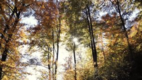 Serene forest with majestic trees and sunlit beauty, capturing peaceful nature, sunlight filtering through leaves, and tranquil outdoor scenery. - Powered by Shutterstock - Get 15% off with code: PIKWIZARD15