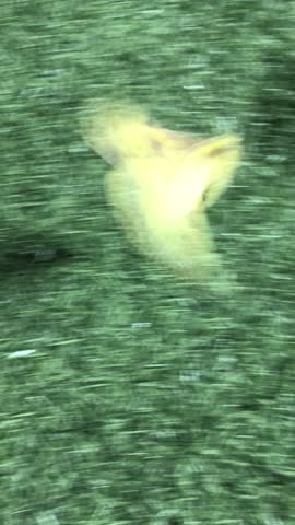 Imperial Moth on the soccer field grass