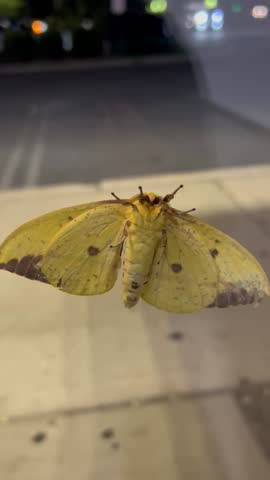 Imperial Moth through the glass door Close up