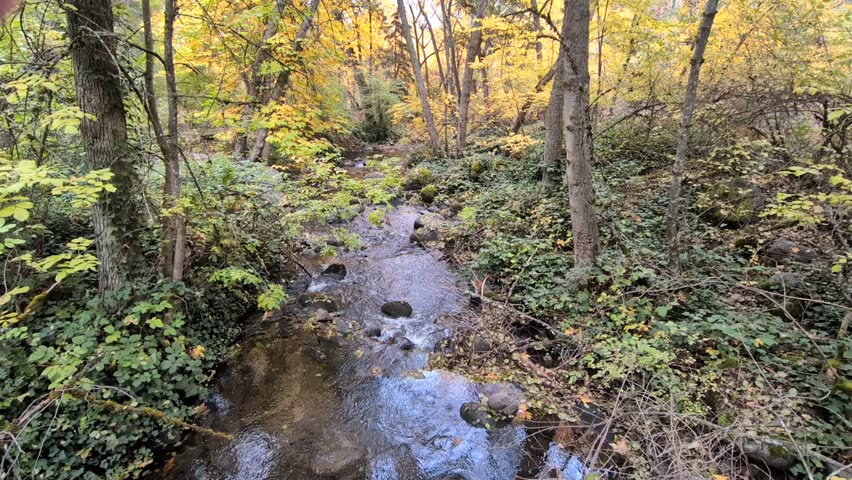 Flowing autumn creek with large boulders, vibrant fall leaves, and tall trees filmed from a bridge, showcasing the calm movement and seasonal beauty of Oregon nature.
