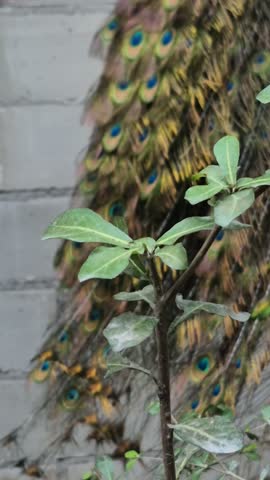 Blue Peacock, Elegance Behind the Aviary Bars