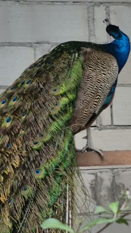 Blue Peacock, Elegance Behind the Aviary Bars
