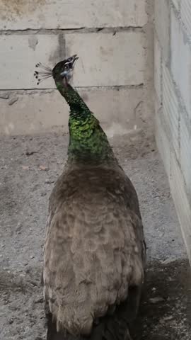 Blue Peacock, Elegance Behind the Aviary Bars