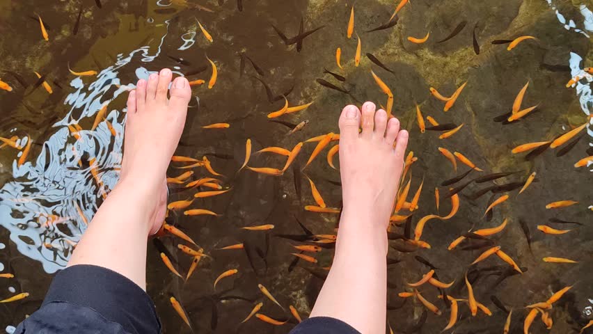 Feet are immersed in a clear pond as Nilem fish gently nibble, creating a calming and refreshing foot therapy experience that soothes and relaxes naturally.