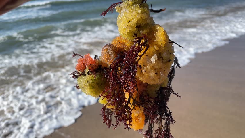 Colorful cluster of wild fish roe, likely sculpin (Myoxocephalus stelleri), attached to seaweed and washed up on a sandy beach mixed with natural debris after a storm. Unique marine texture.