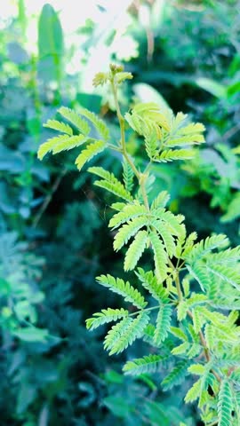 Illinois bundleflower (Desmanthus illinoensis), also known as Prairie Mimosa. 