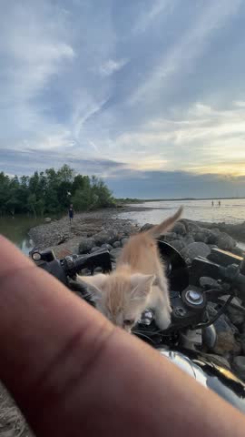 A cat sitting on a motorcycle handlebar with a beach view and bright blue sky in the background. Cute, relaxed, and tropical atmosphere with natural seaside scenery.