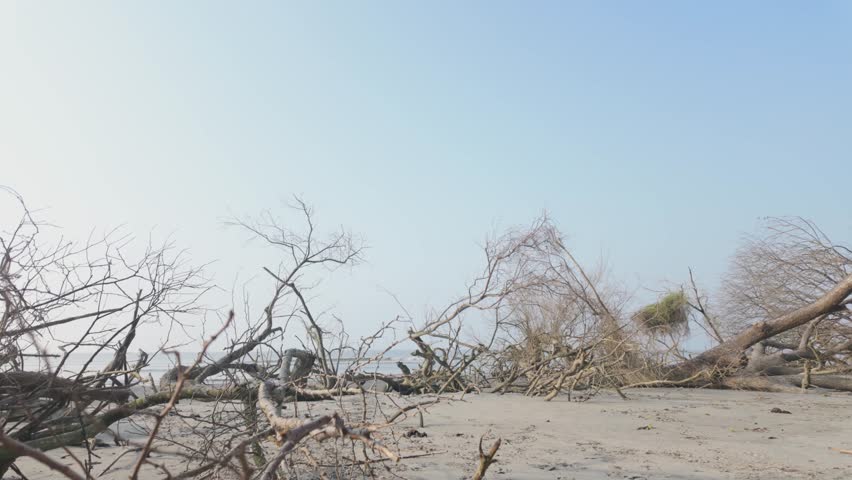 A serene coastal landscape featuring large fallen trees and driftwood scattered across a sandy beach under a bright, clear sky. The scene captures the natural beauty of erosion.