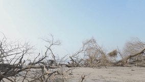 A serene coastal landscape featuring large fallen trees and driftwood scattered across a sandy beach under a bright, clear sky. The scene captures the natural beauty of erosion. - Powered by Shutterstock - Get 15% off with code: PIKWIZARD15