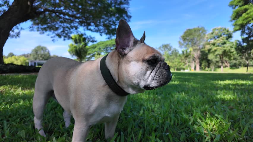French Bulldog on a sunny day: A charming french bulldog, basking in the warmth of a sunny day, standing gracefully on a lush green lawn. capturing the calm moment under a big tree.

