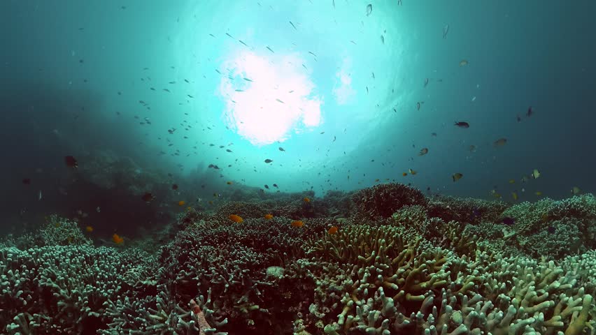 Fish with different colors and coral reefs under the sea. Undersea life background.