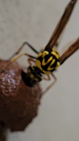 A detailed macro video showing a yellow and black wasp actively constructing its mud nest.