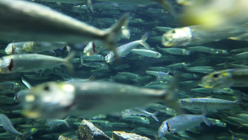Swarm of Japanese Pilchards (sardines) in Sunshine Aquarium, Ikebukuro, Tokyo, Japan.