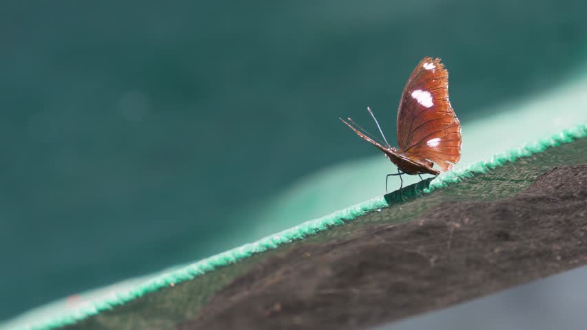 Male Great Eggfly butterfly (Hypolimnas bolina) resting on green surface with wings spread wide