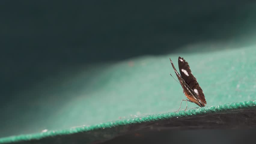 Male Great Eggfly butterfly (Hypolimnas bolina) resting on green surface with wings spread wide