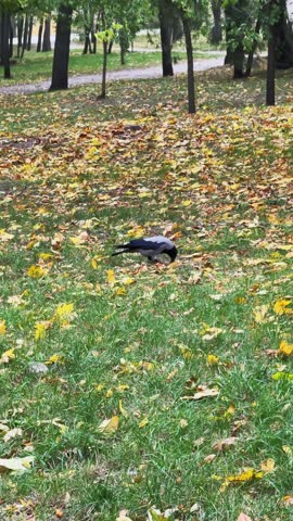 Hooded Crow Walking on Grass Among Fallen Leaves in Autumn Park Vertical Video