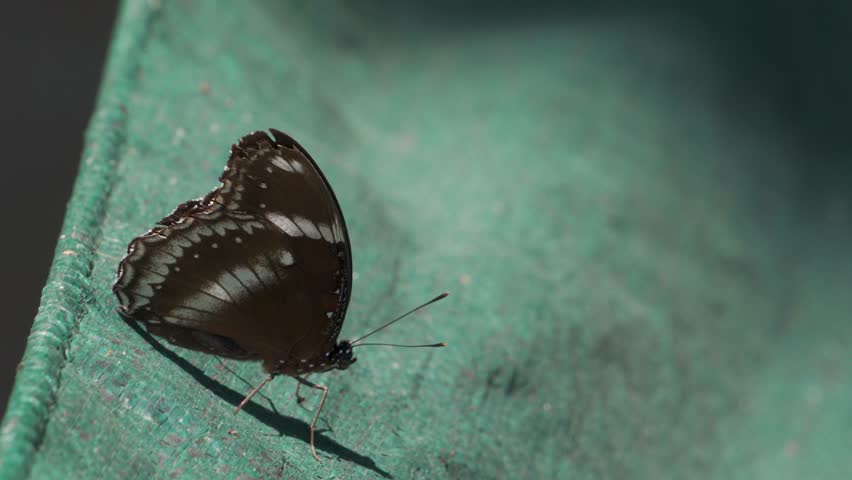 Male Great Eggfly butterfly (Hypolimnas bolina) resting on green surface with wings spread wide