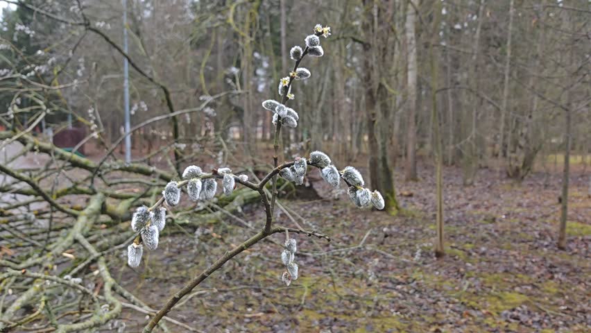 In early spring, when the snow melts, the first flowers bloom on the branches of the willow tree growing in the city park. A strong wind knocked down a tree. Cloudy weather and grey sky
