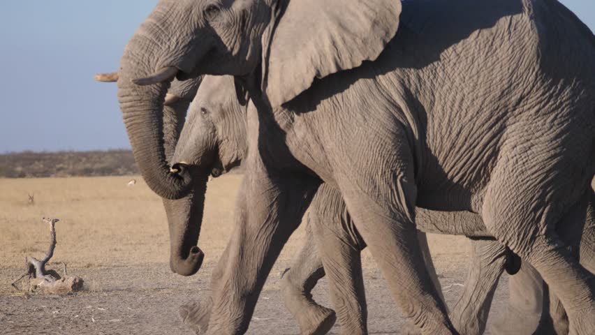 Close up from a Herd of elephants in the Kalahari Desert in Botswana