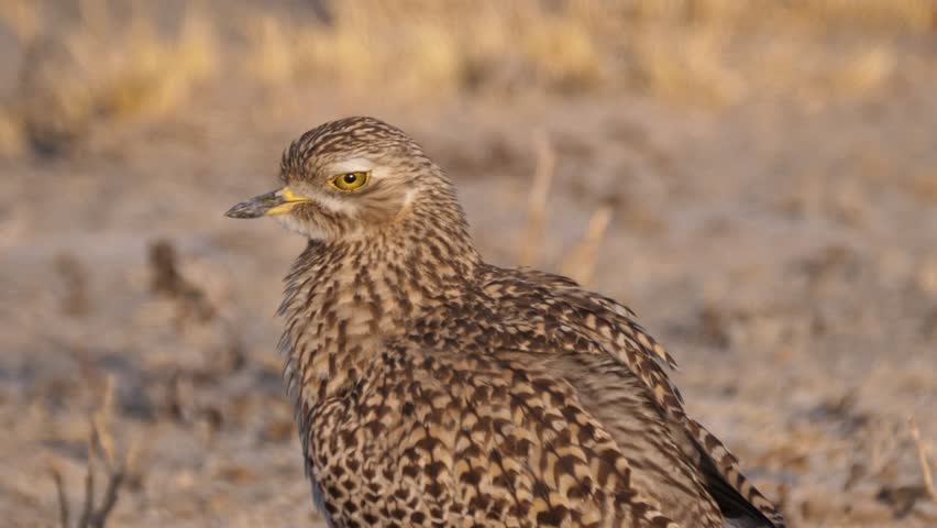 Close up from Spotted Thick-knee in the Kalahari Desert in Botswana