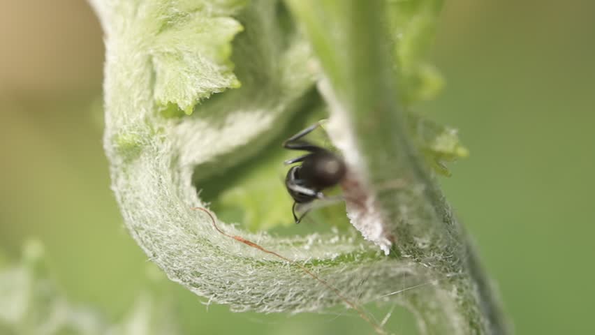 Macro of a ants on a green leaf, animal insect in nature 