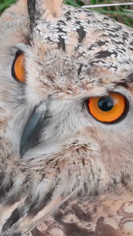 Close-up portrait of Owl sits on ground, hiding in thick grass during autumn wind and staring intently into lens. Eagle-owl sits in green grass looking at camera and blinking its orange eyes.