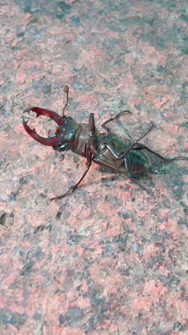 Overturned on hard granite paver, Greater Stag Beetle trying to flip. Male stag beetle with impressive mandibles lies on pavement of city street, desperately attempting to right its body