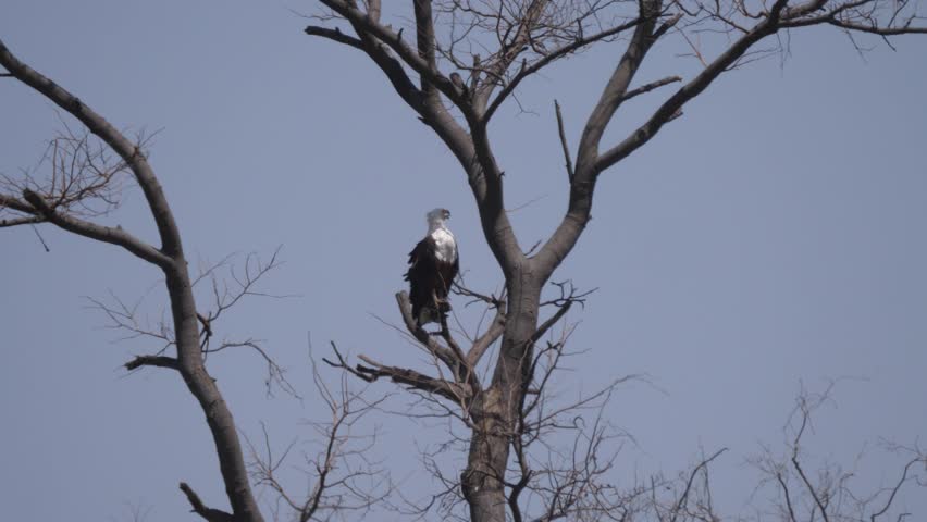 African fish eagle in a tree at Okavango Delta in Botswana