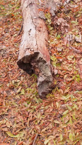 An old, decrepit tree trunk eaten away by woodworms lies on ground at autumn, surrounded by fallen yellow leaves, camera moves forward along fallen big tree trunk, close-up.