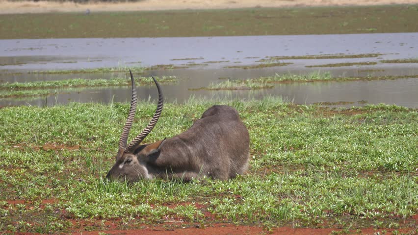 Male waterbuck grazzing in wetland of Okavango Delta in Botswana