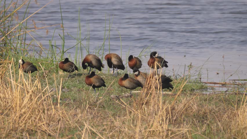 White-faced Whistling Ducks at Okavango Delta in Botswana