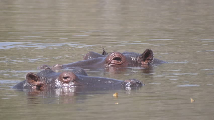 Two hippo going under at the same time in a lake at Okavango Delta in Botswana