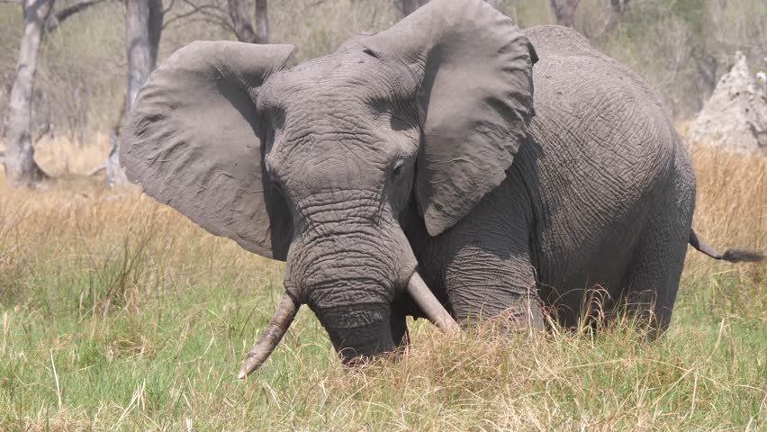 Elephant grazing at the wetlands of Okavango Delta in Botswana