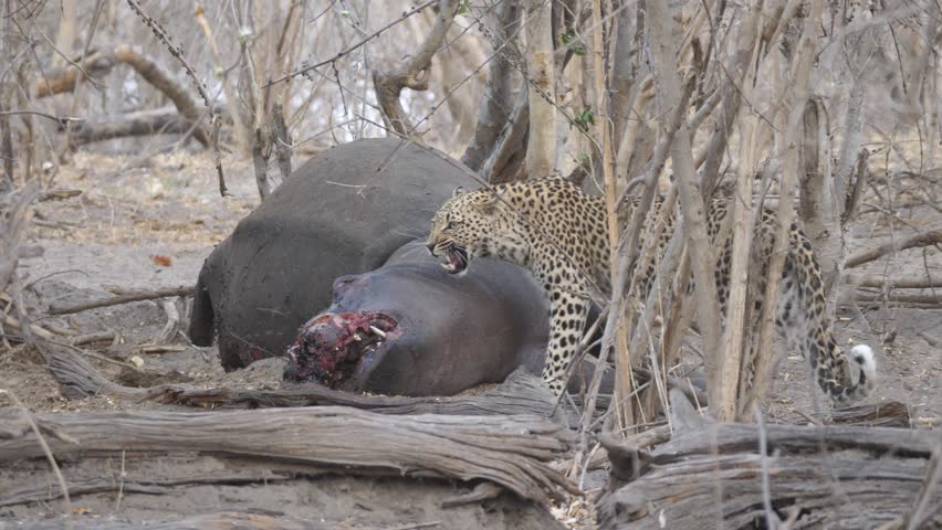 Leopard eating from hippo carcass at Okavango Delta in Botswana