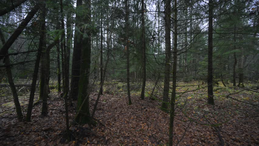 Autumn forest with fallen yellow leaves on the ground