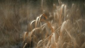 Frost covered dry grass on forest clearing in early winter with incredible bokeh - Powered by Shutterstock - Get 15% off with code: PIKWIZARD15