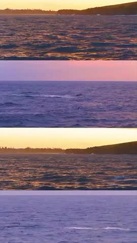 Compilation of humpback whales jumping at sunset