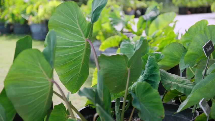 Hawaiian taro (kalo) leaves captured in soft natural light. Tropical green foliage with crisp botanical detail, ideal for nature, agriculture, education, wellness, and environmental storytelling.