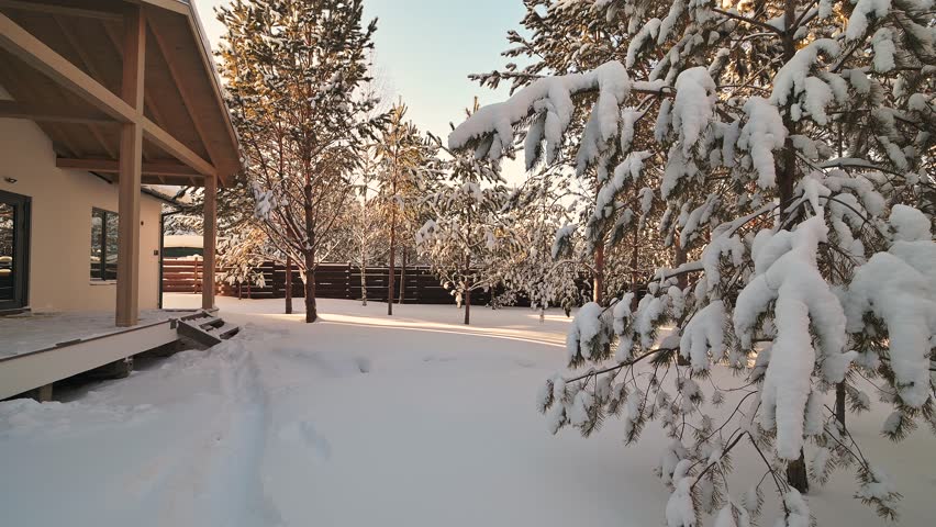 Snow-covered pine trees in a winter forest create a peaceful, scenic landscape.